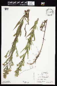 Symphyotrichum lanceolatum var. hesperium image