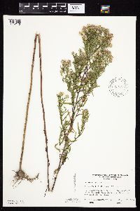 Symphyotrichum lanceolatum var. hesperium image