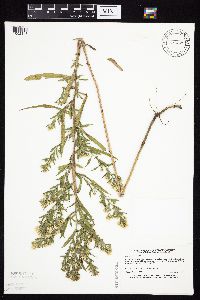 Symphyotrichum lanceolatum var. hesperium image