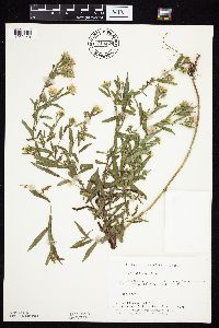 Symphyotrichum lanceolatum var. hesperium image