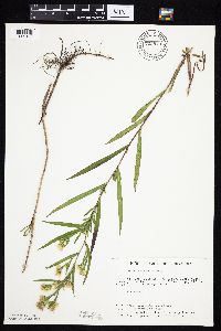 Symphyotrichum lanceolatum var. hesperium image