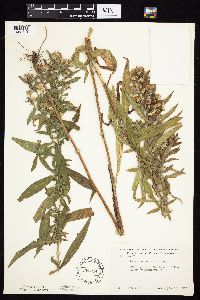 Symphyotrichum lanceolatum var. hesperium image