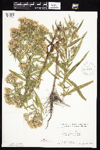 Symphyotrichum lanceolatum var. hesperium image