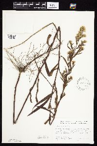 Symphyotrichum lanceolatum var. hesperium image