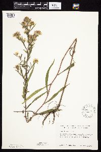 Symphyotrichum lanceolatum var. hesperium image