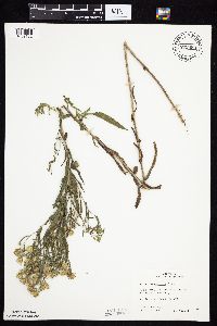 Symphyotrichum lanceolatum var. hesperium image