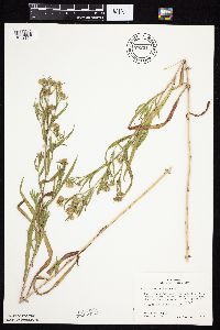 Symphyotrichum lanceolatum var. hesperium image