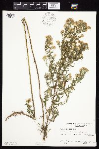 Symphyotrichum lanceolatum var. hesperium image