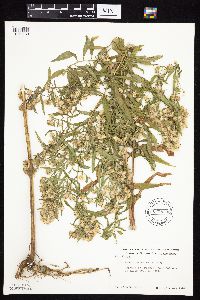 Symphyotrichum lanceolatum var. hesperium image