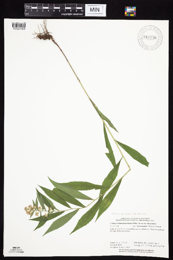 Symphyotrichum lanceolatum var. hirsuticaule image