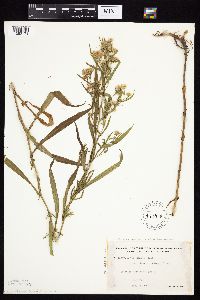 Symphyotrichum lanceolatum var. interior image