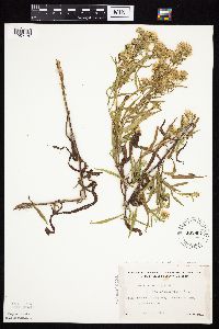 Media resource of Symphyotrichum lanceolatum