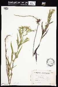 Symphyotrichum lanceolatum var. interior image