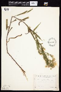 Symphyotrichum lanceolatum var. interior image