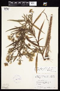 Symphyotrichum lanceolatum var. interior image