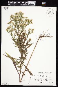 Symphyotrichum lanceolatum var. lanceolatum image