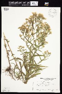 Symphyotrichum lanceolatum image