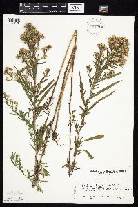 Symphyotrichum lanceolatum var. lanceolatum image