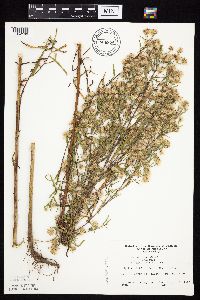 Symphyotrichum lanceolatum image