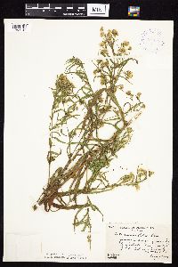 Symphyotrichum lanceolatum var. lanceolatum image