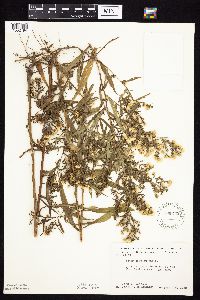 Symphyotrichum lanceolatum var. lanceolatum image