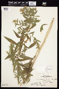 Symphyotrichum lanceolatum var. lanceolatum image