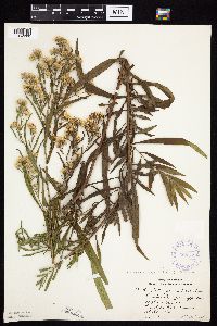 Symphyotrichum lanceolatum var. lanceolatum image