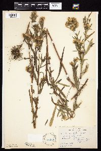 Symphyotrichum lanceolatum var. lanceolatum image