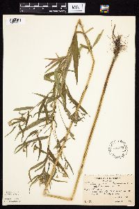 Symphyotrichum lanceolatum image