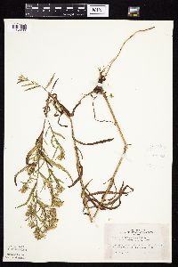 Symphyotrichum lanceolatum image