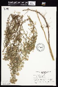 Symphyotrichum lanceolatum var. lanceolatum image