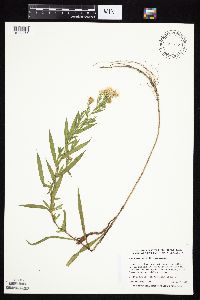 Symphyotrichum lanceolatum image