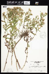 Symphyotrichum lanceolatum var. lanceolatum image