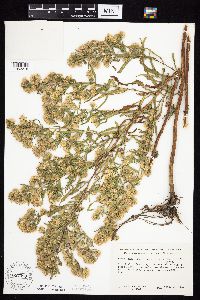 Symphyotrichum lanceolatum var. lanceolatum image