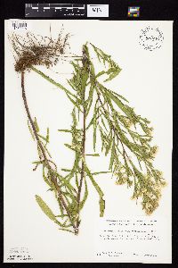 Symphyotrichum lanceolatum var. lanceolatum image