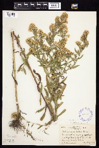 Symphyotrichum lanceolatum image