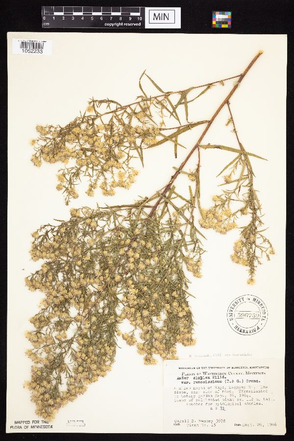 Symphyotrichum lanceolatum image