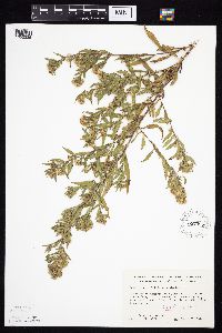 Symphyotrichum lanceolatum var. lanceolatum image