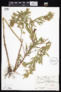 Symphyotrichum lanceolatum var. lanceolatum image