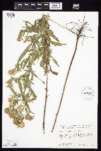 Symphyotrichum lanceolatum var. lanceolatum image