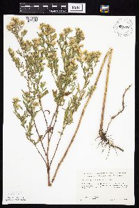 Symphyotrichum lanceolatum var. lanceolatum image