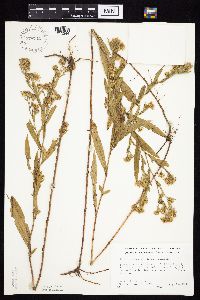 Symphyotrichum lanceolatum var. lanceolatum image