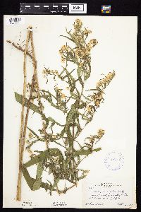 Symphyotrichum lanceolatum var. lanceolatum image