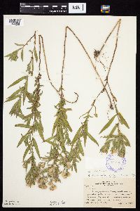 Symphyotrichum lanceolatum image