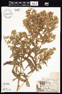 Symphyotrichum lanceolatum var. lanceolatum image