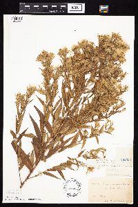 Symphyotrichum lanceolatum var. lanceolatum image