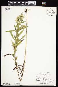 Symphyotrichum lanceolatum image