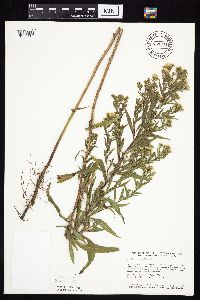 Symphyotrichum lanceolatum var. lanceolatum image