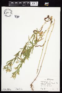 Symphyotrichum lanceolatum var. lanceolatum image