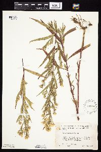 Symphyotrichum lanceolatum image